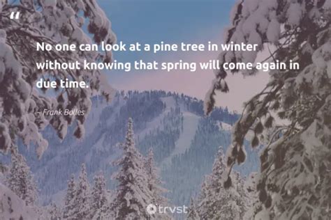 pine trees quotes|41 Pine Tree Quotes Inspiring Forest Walks Amongst the Trees.